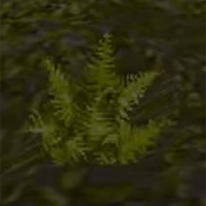 Zajímavé rostliny v jeskyni